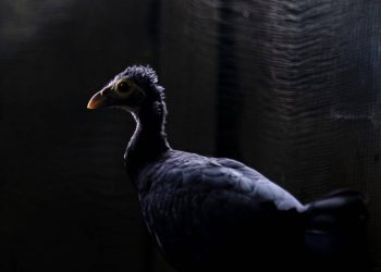 Warga Pakuli Utara Menjaga Maleo: Dari Kepedulian Menjadi Gerakan Konservasi